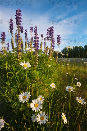 Daisies and Lupins growing on meadow