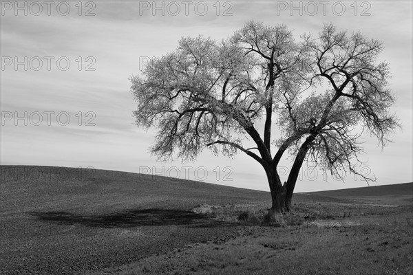 Lone tree on field