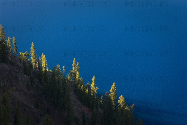 Trees growing on hillside