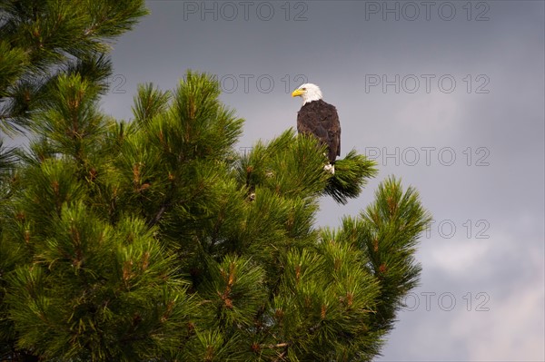 Bald Eagle (Haliaeetus leucocephalus) on tree