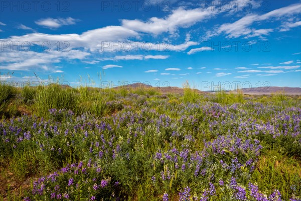 Wildflowers in meadow