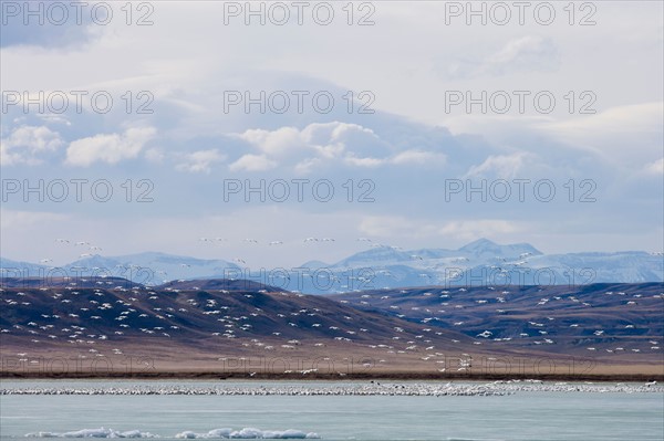 Flock of Gregarious geese over lake