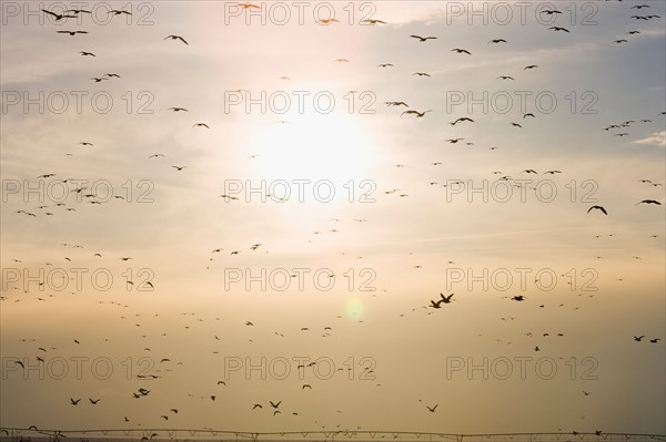 Flock of Gregarious geese flying at sunset