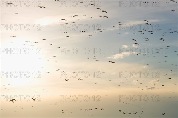 Flock of Gregarious geese flying at sunset