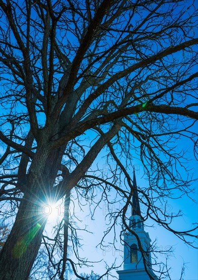 Church steeple behind tree branches.