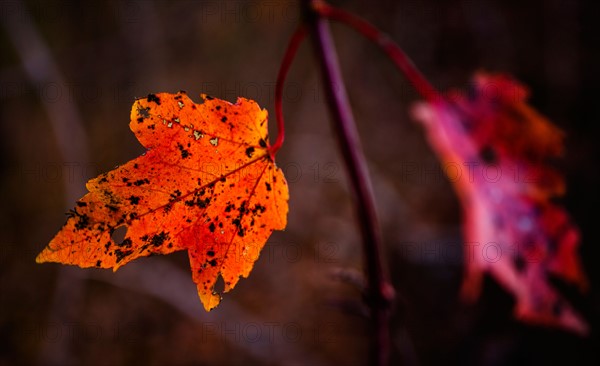 Autumn leaves.