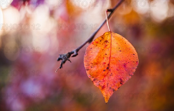 Autumn leaf.