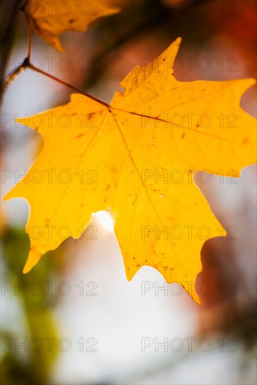 Autumn leaf.