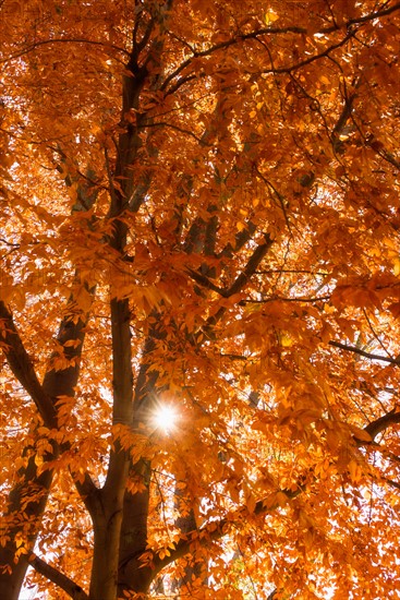 Autumn leaves on tree.