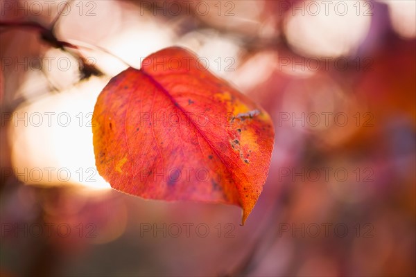 Autumn leaf.