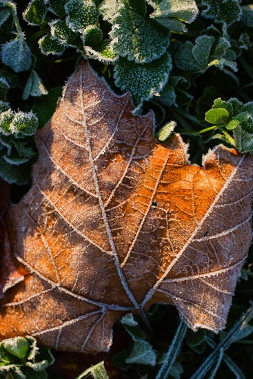 Autumn leaf.