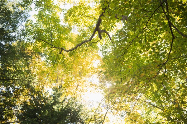 Tree canopy. Photo: Jamie Grill