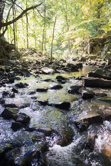 Stream in forest. Photo : Jamie Grill