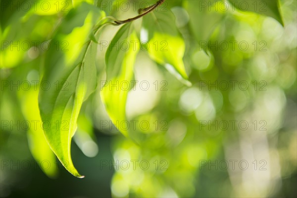 Close-up of green leaf. Photo : Jamie Grill