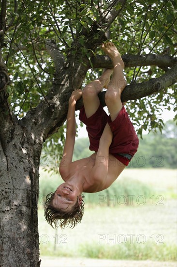 Boy (10-11) hanging upside down on tree branch. Photo : pauline st.denis