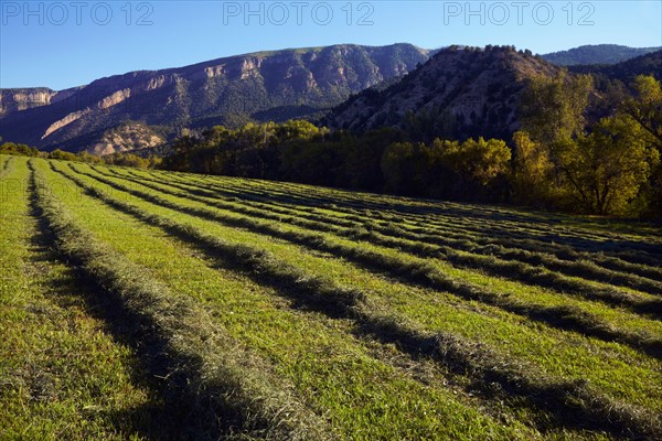 Landscape with field and mountain. Photo : Kelly