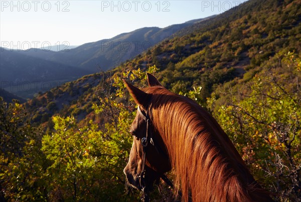 Head of horse standing in mountains. Photo: Kelly