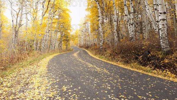 Road through forest in autumn. Photo : Mike Kemp