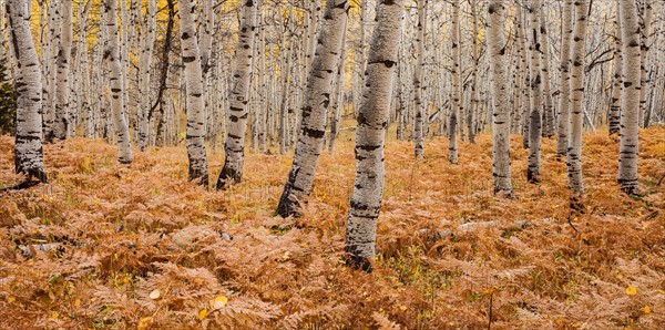 Aspen forest in autumn. Photo : Mike Kemp