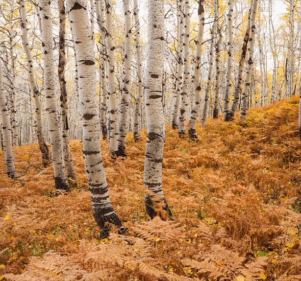 Aspen forest in autumn. Photo : Mike Kemp