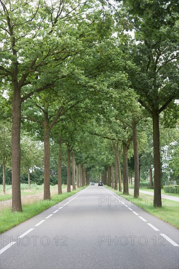 Trees along road. Photo : Jan Scherders