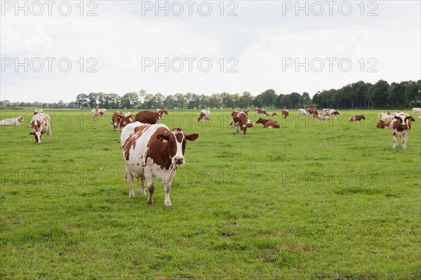 Cows on pasture. Photo : Jan Scherders