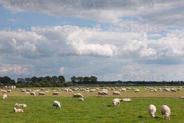 Flock of sheep on pasture. Photo : Jan Scherders