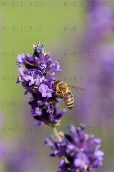 Close-up of lavender flowers. Photo : Jan Scherders