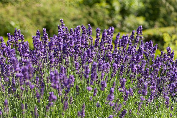 Close-up of lavender flowers. Photo : Jan Scherders