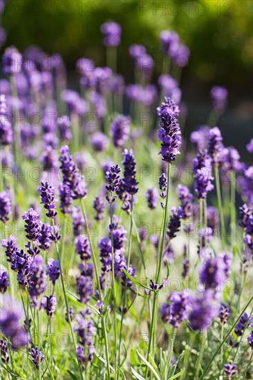 Close-up of lavender flowers. Photo : Jan Scherders