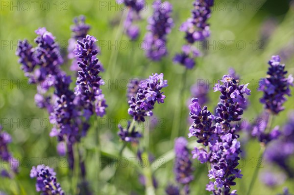 Close-up of lavender flowers. Photo : Jan Scherders