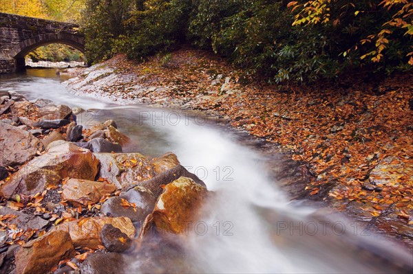 Small stream. Photo : Henryk Sadura