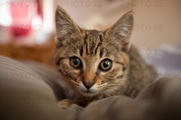 Portrait of kitten. Photo: Noah Clayton