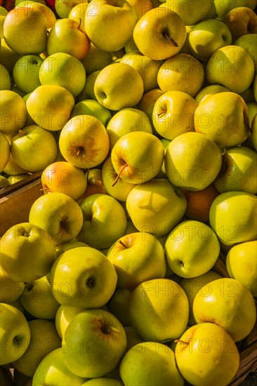 Heap of apples.