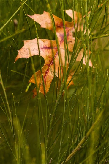 Leaf tangled in grass.