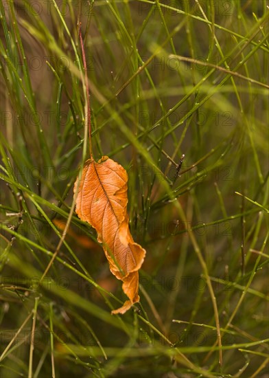 Leaf tangled in grass.