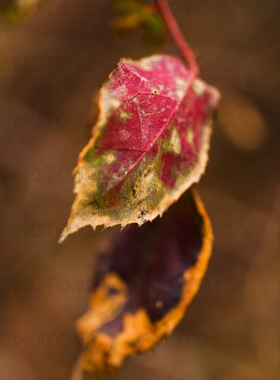 Autumn leaf.
