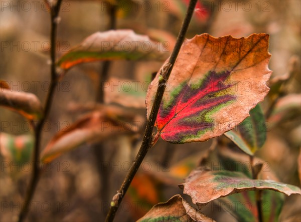 Autumn leaf.