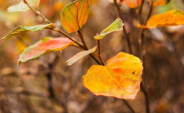 Autumn leaf.