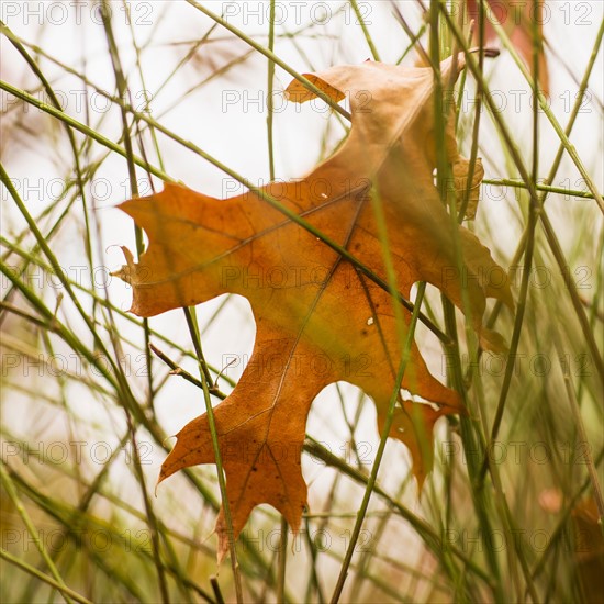 Leaf tangled in grass.