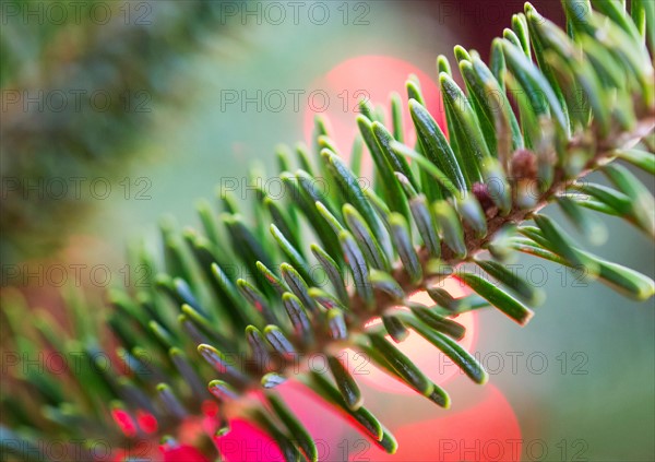 Detail of evergreen tree.