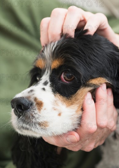 Hands stroking dog.