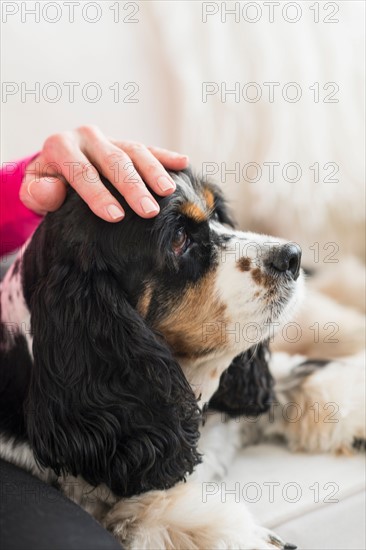 Senior woman stroking her dog.