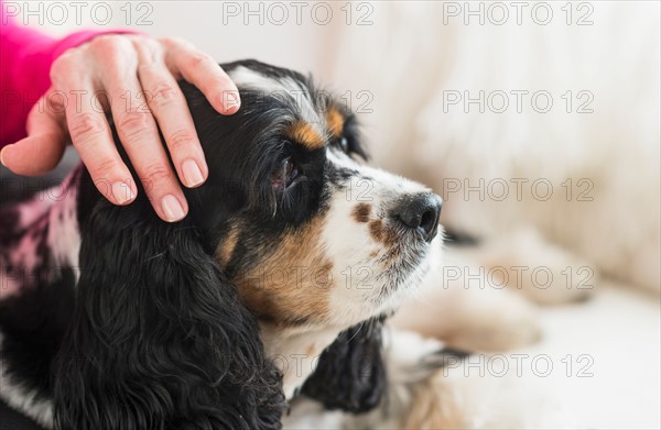 Senior woman stroking her dog.