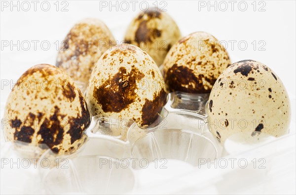 Studio shot of quail eggs.