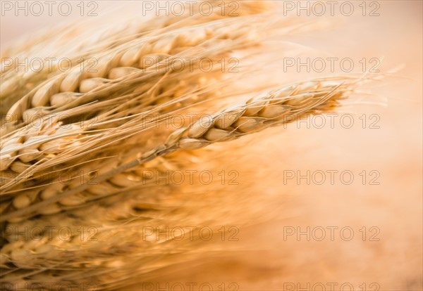 Close-up of wheat ear