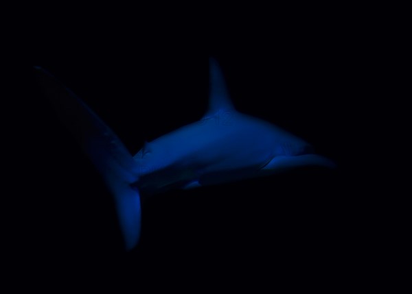 Side view of swimming shark