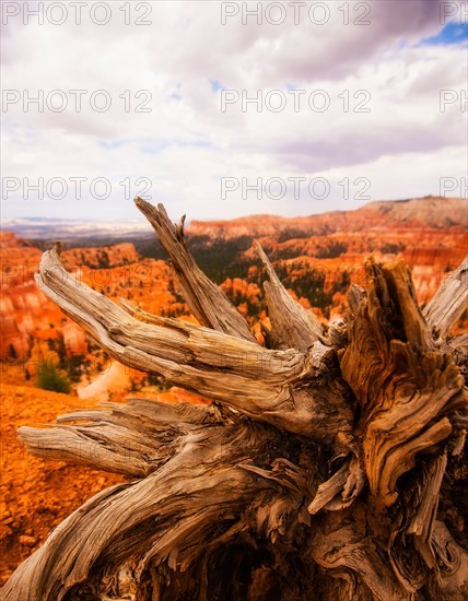 Landscape with root