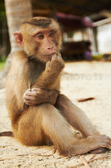 Portrait of macaque monkey