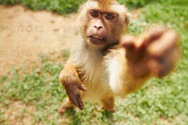 Portrait of macaque monkey